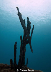 Trumpetfish (Aulostomus chinensis) @ Crash Boat Beach oly... by Carlos Pérez 